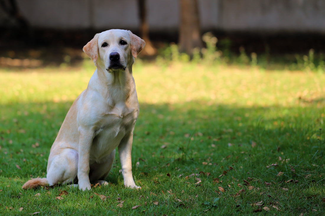 A Happy Ending: How Pup Purge Helped Save Max the Labrador After Fertilizer Ingestion